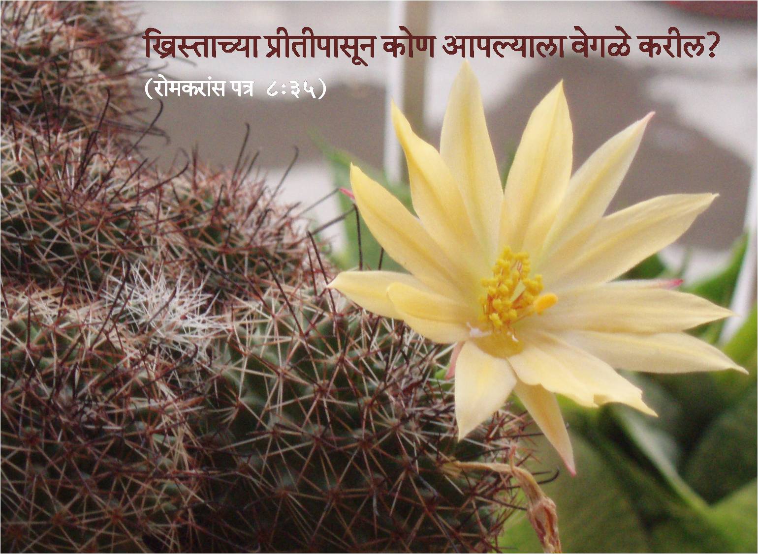 Marathi Bible Wallpapers (17). Posted by Prof R R Kelkar on May 24, 2009